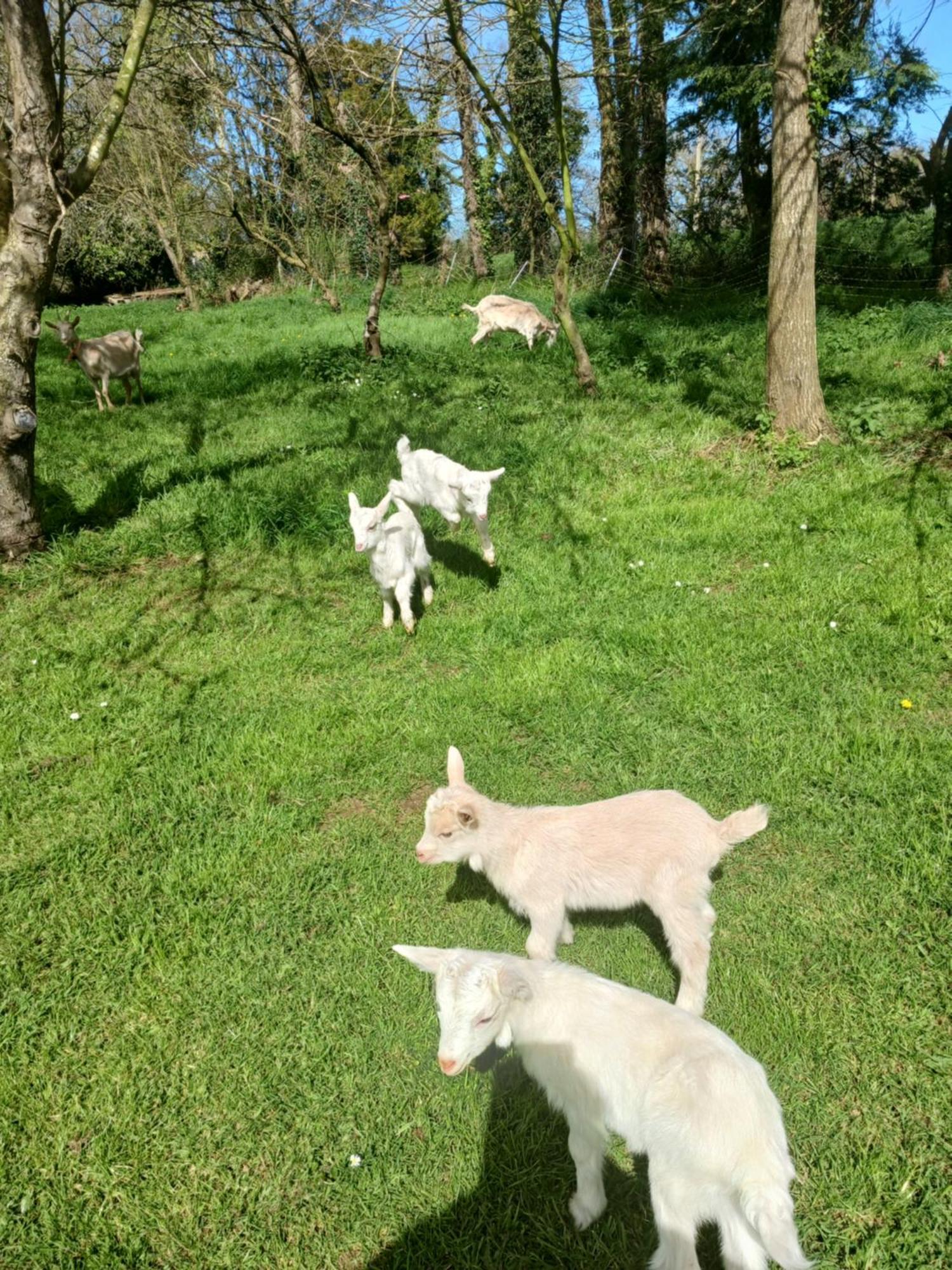 La Ferme Stanczak Appartement *